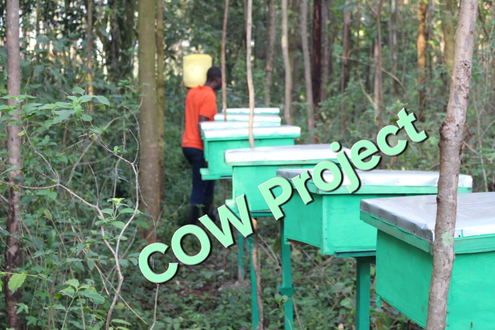 Bee Project 2025